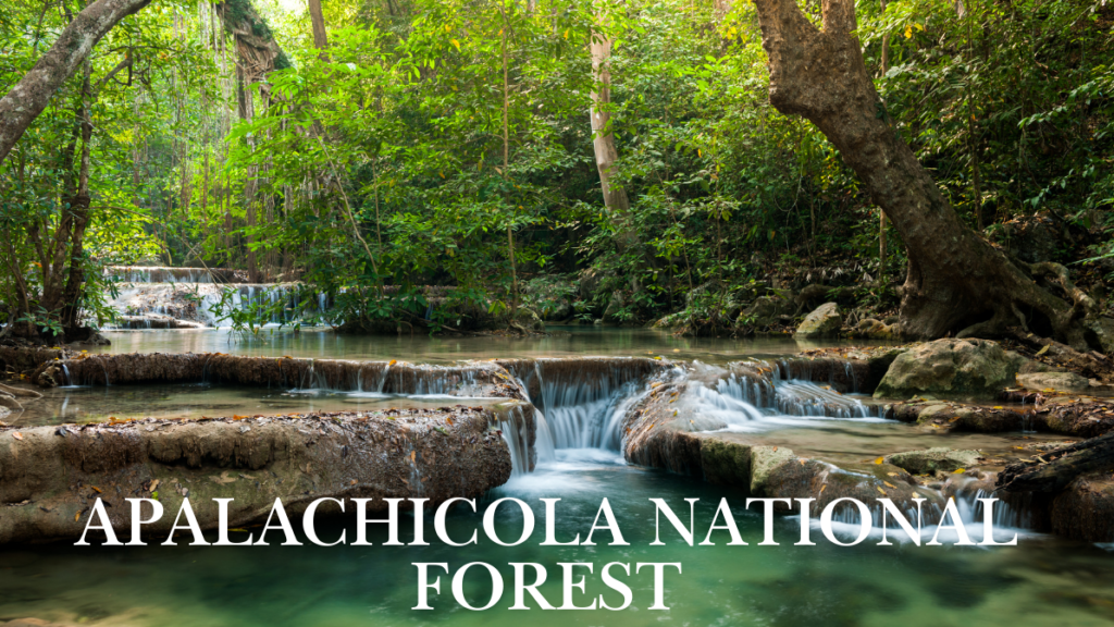 apalachicola national forest